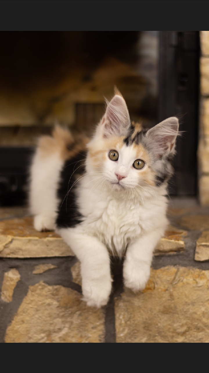 KCH. Bella'S Imperial Leo Aphrodite