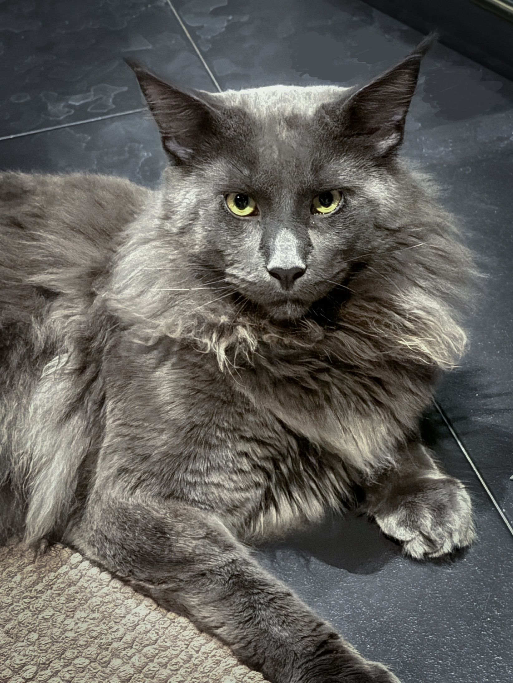 S.MARK ONE ARNOLD LION