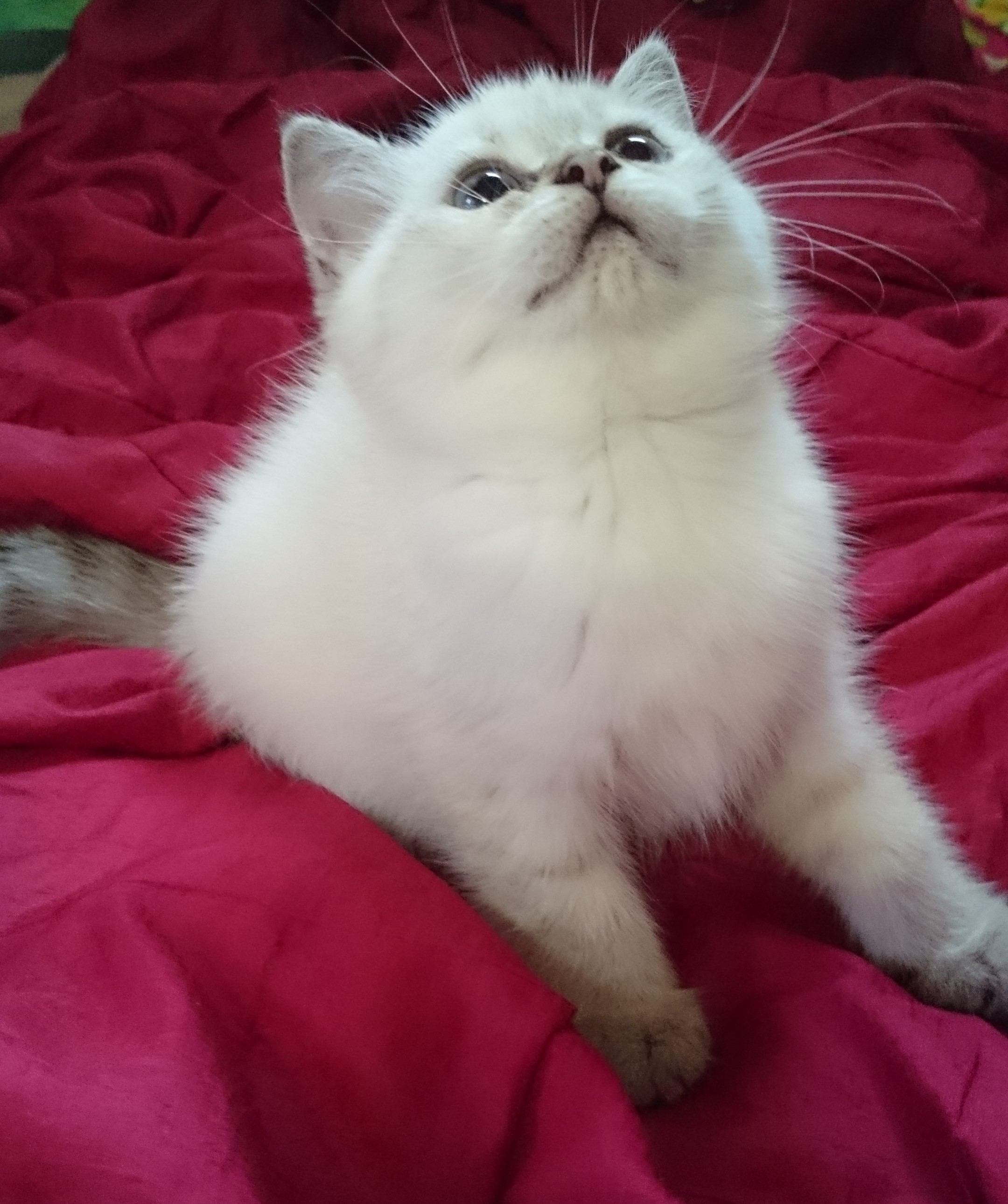BG Alina Bella Gioia dai Rodopi