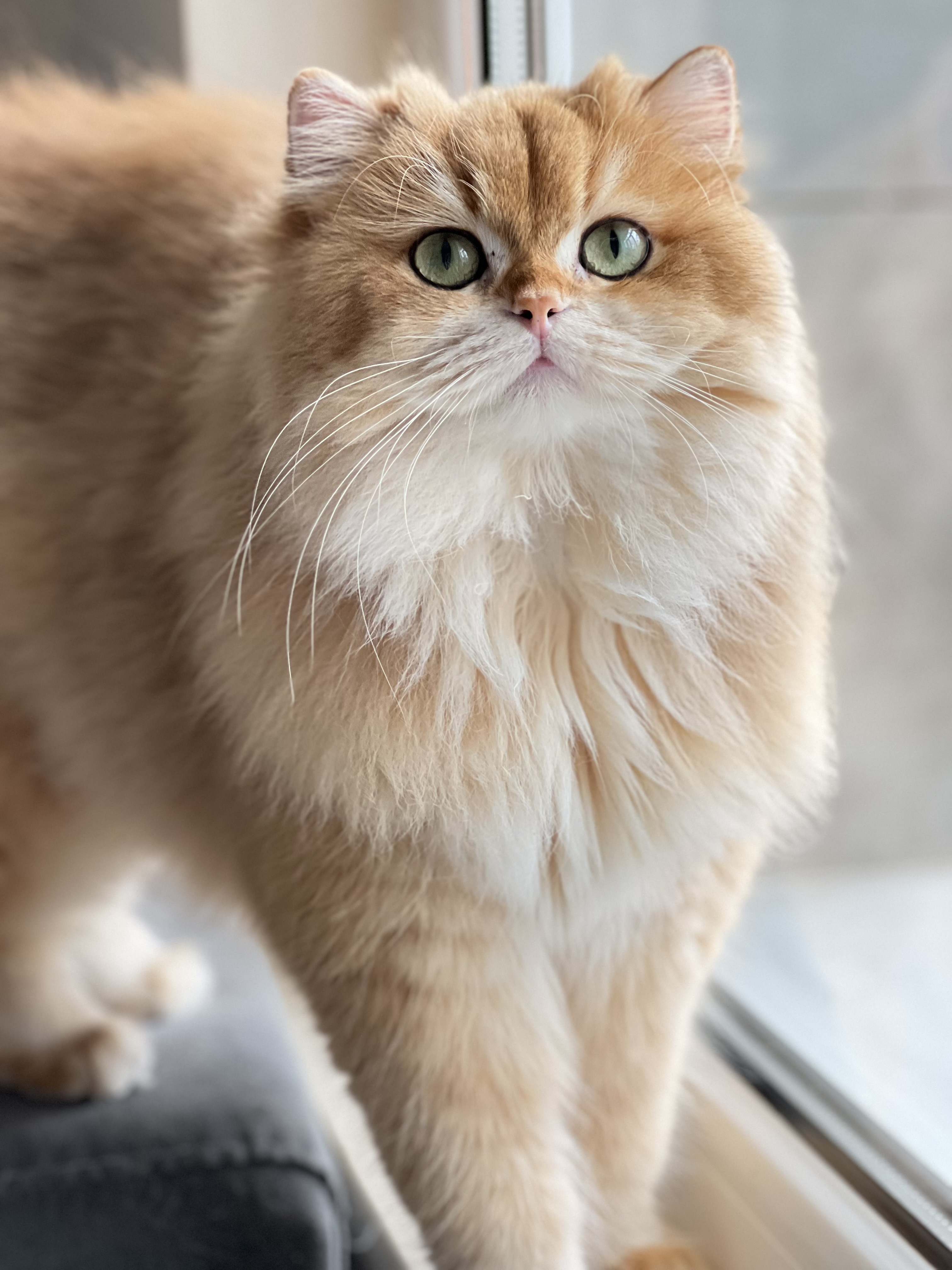 CH. Golden Horde Junona