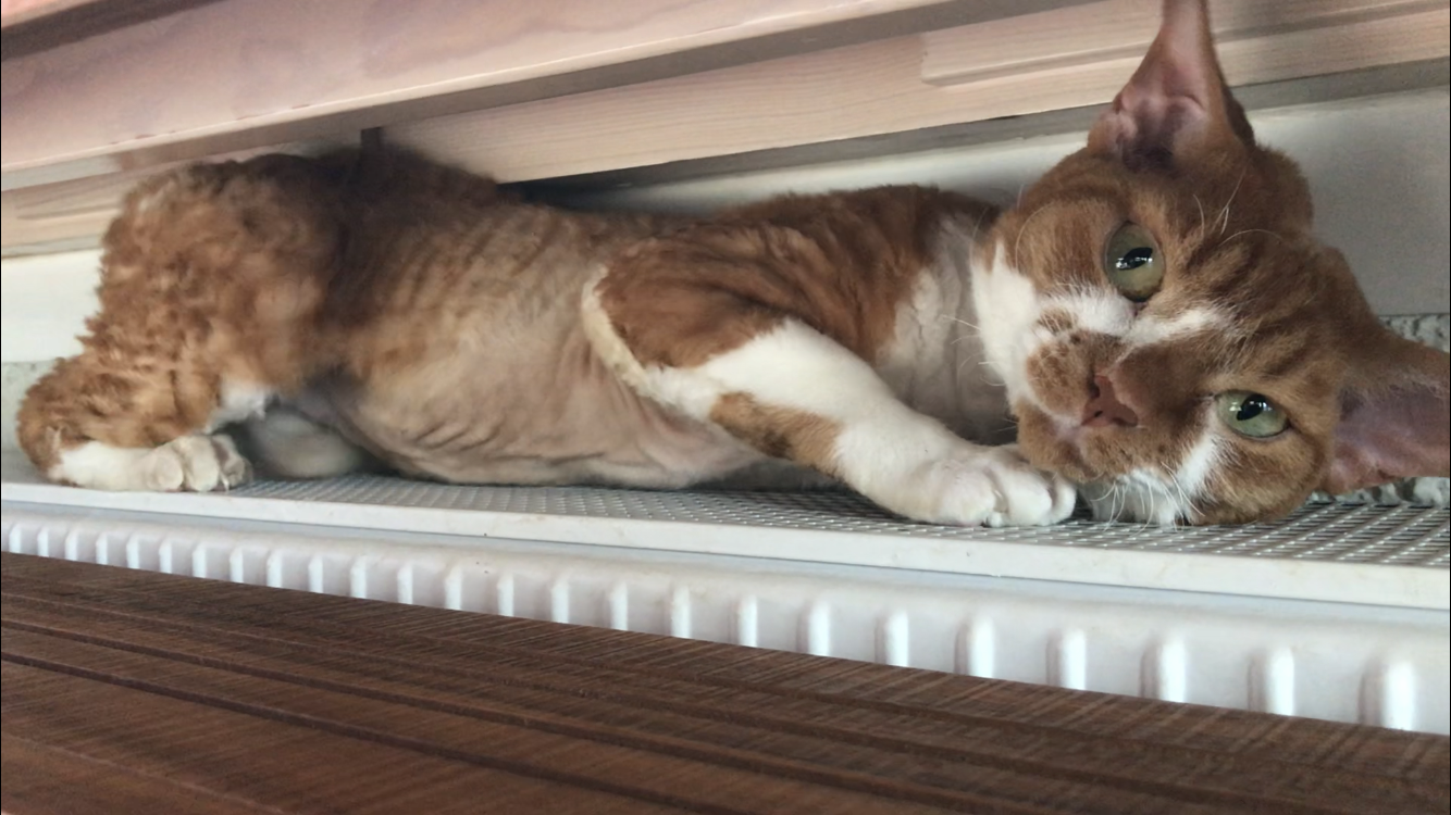 Fabio Chats de velours*CH