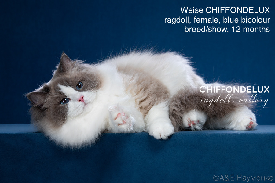 ICH. Weise Chiffondelux