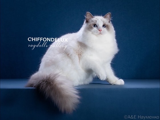 ICH. Quincy Chirrondelux