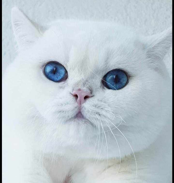 Sultans star Figaro