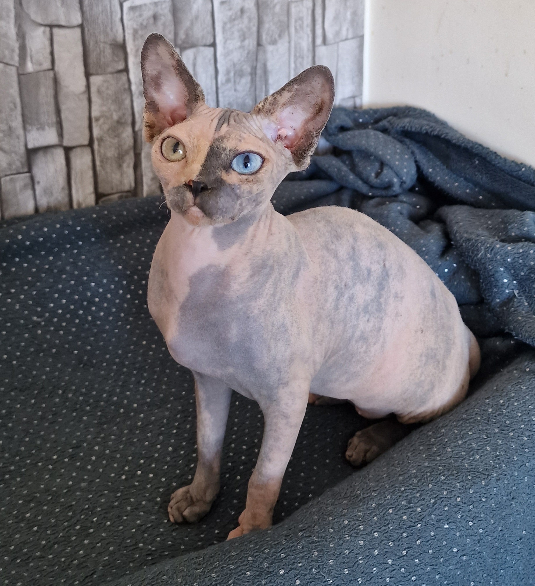 Musterie Hymera Belinda