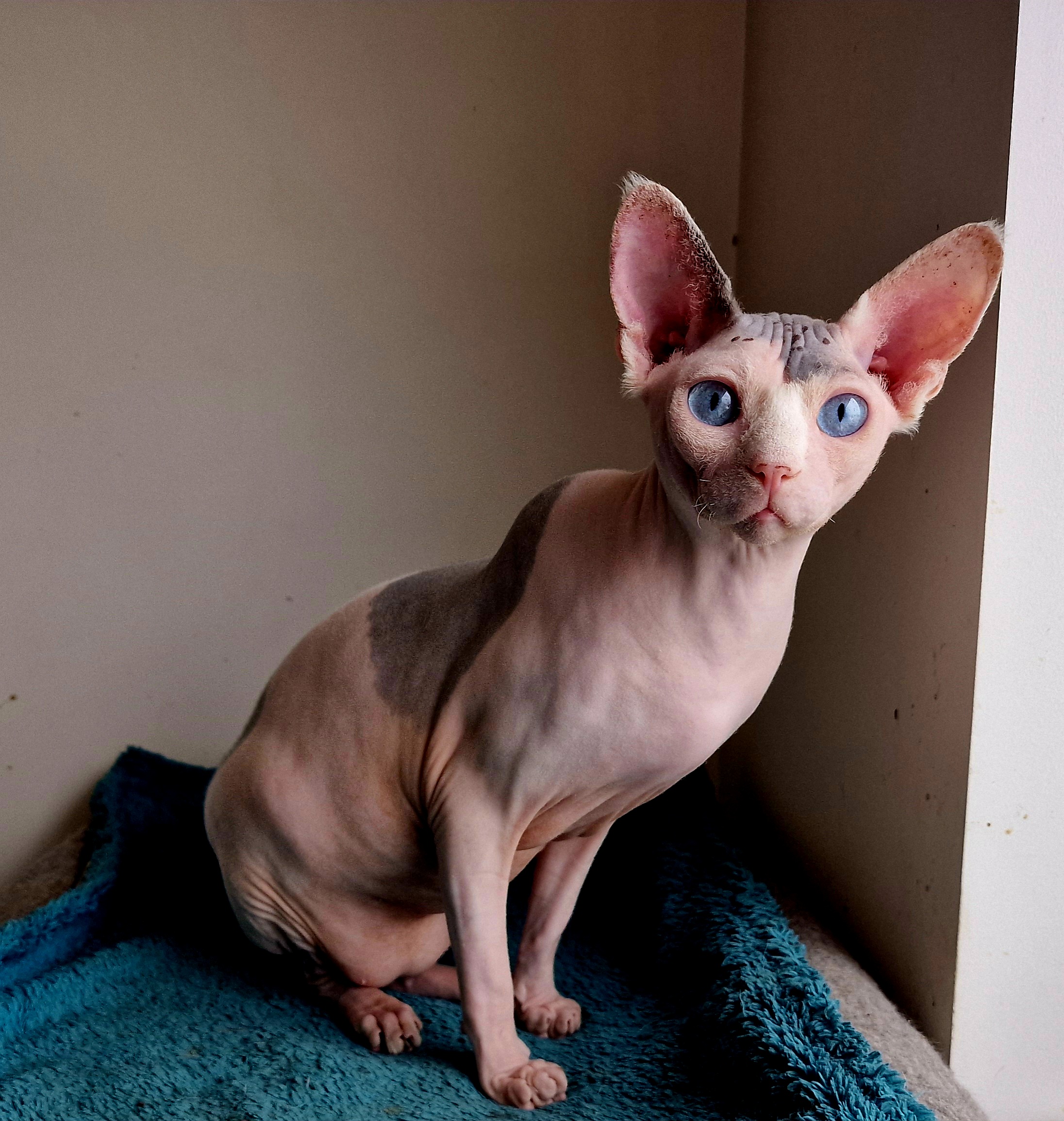 Musterie Hymera Bartholomew