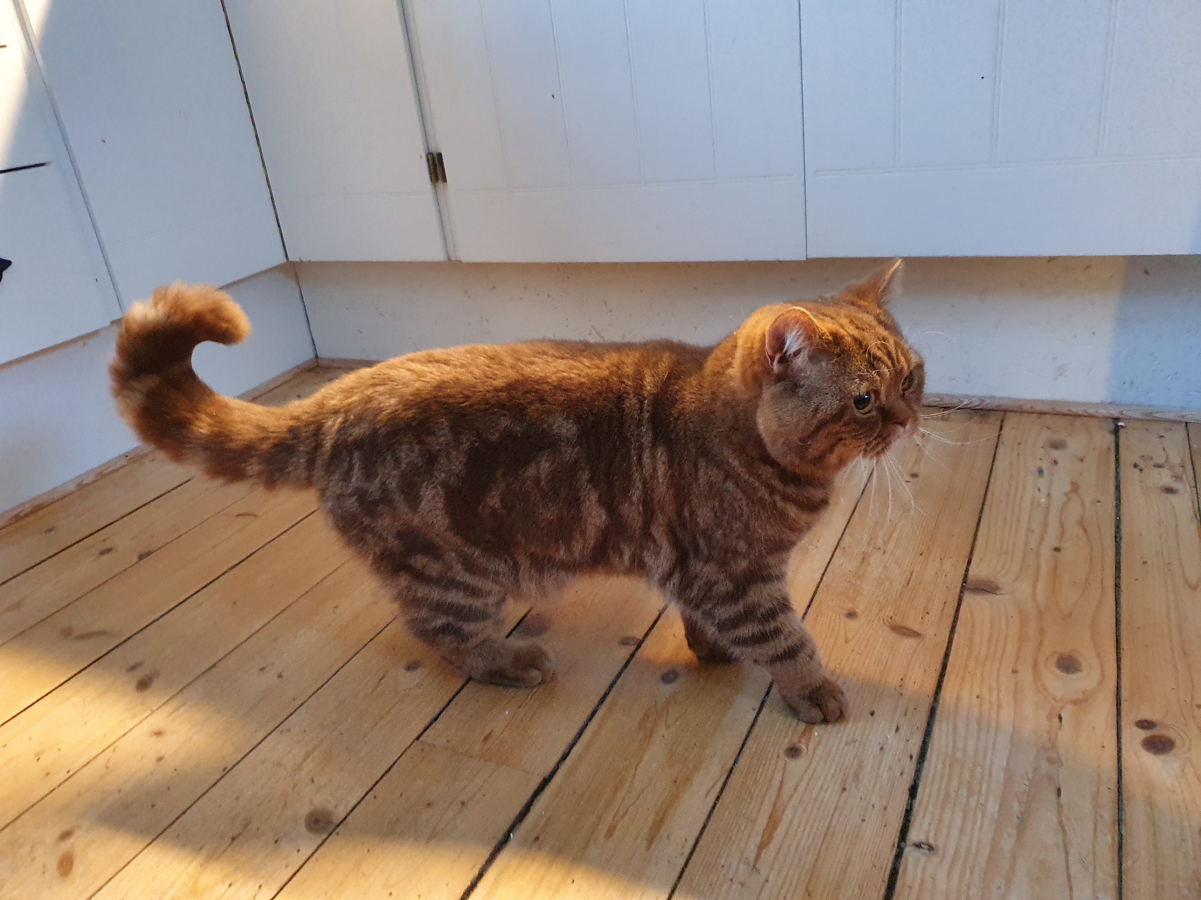 CH. SE*BaraBus Polegate