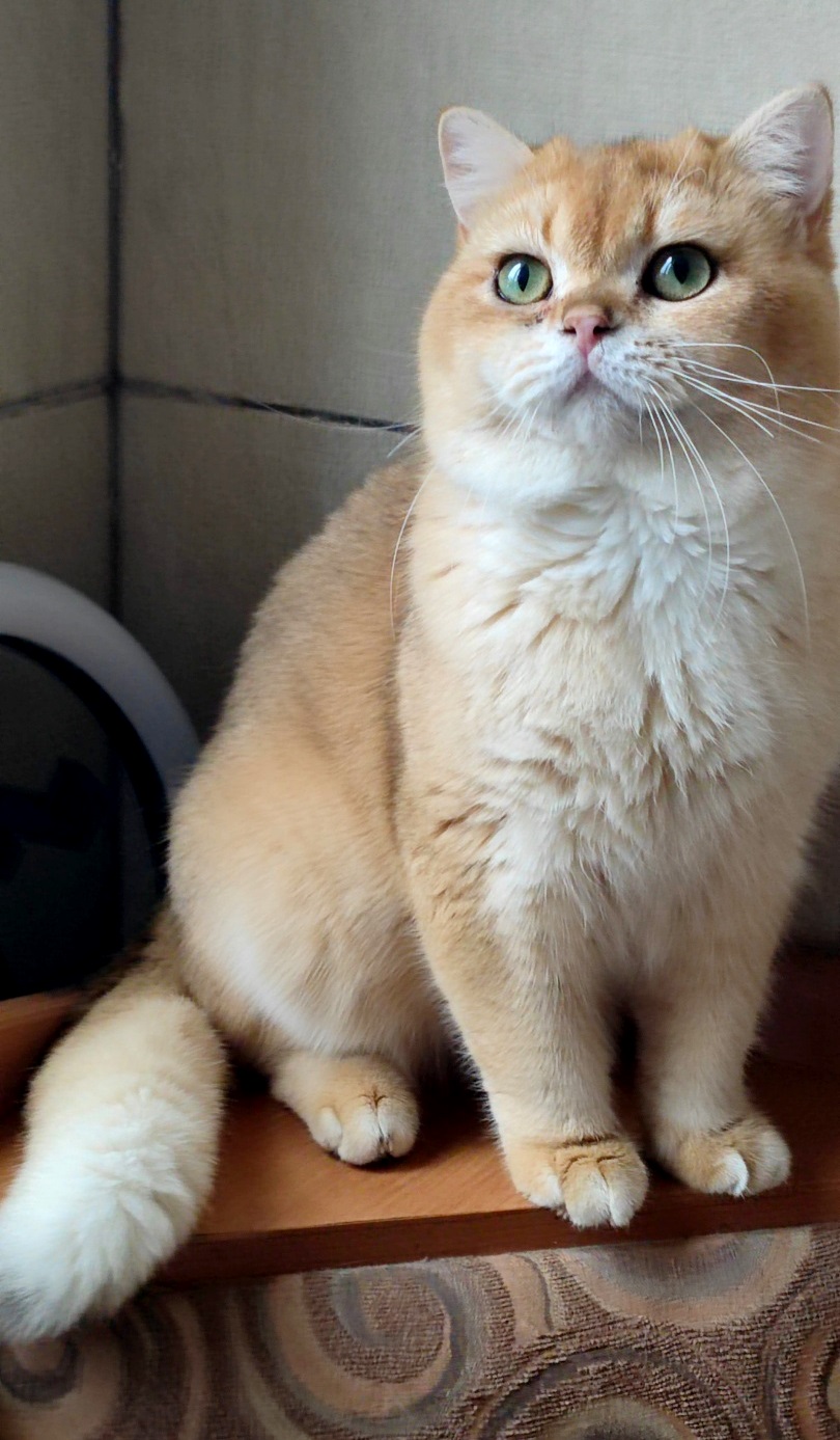 Arlen Fluffy Plush ROMEO