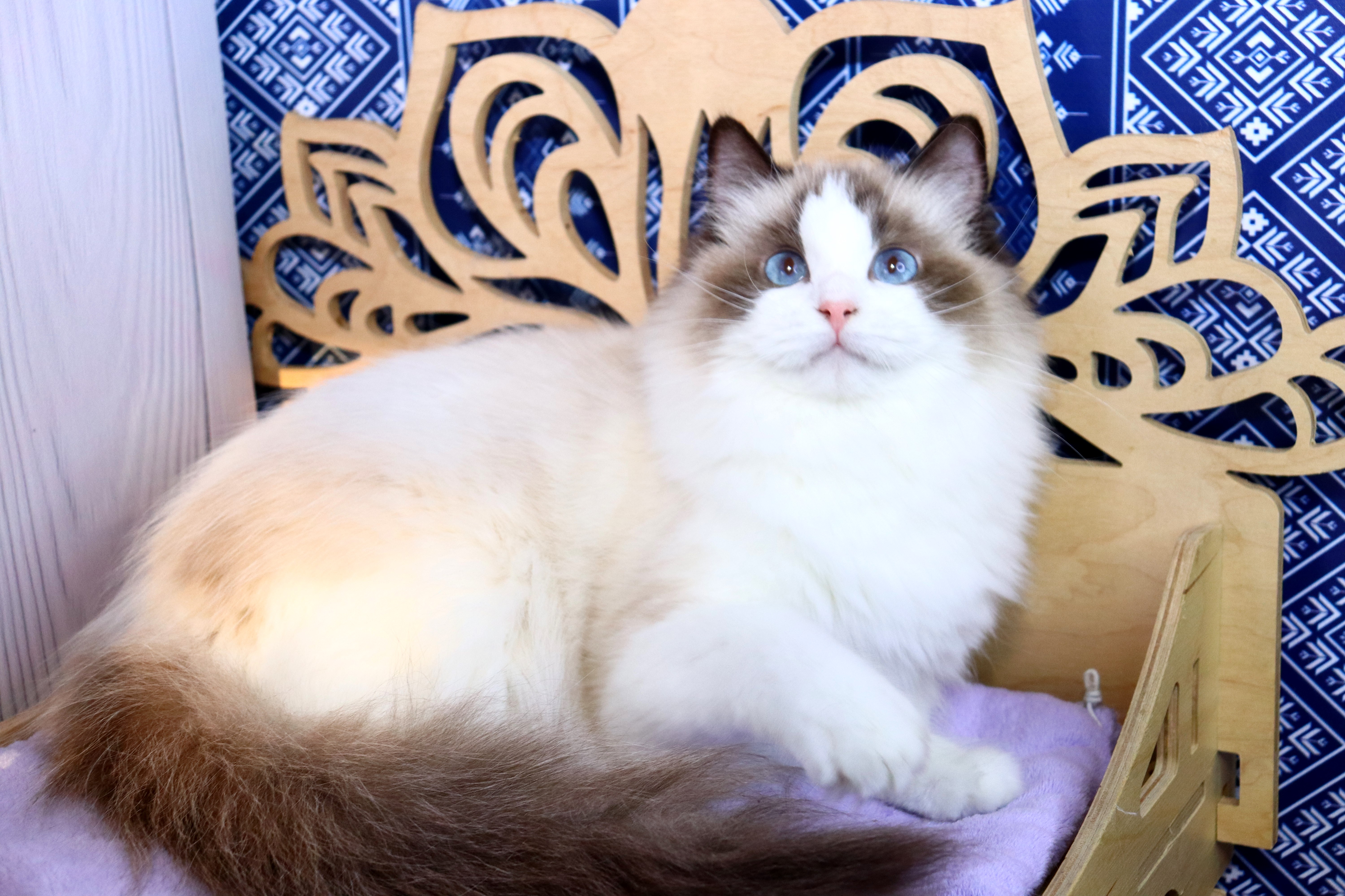 Arlen Fluffy Plush Irma