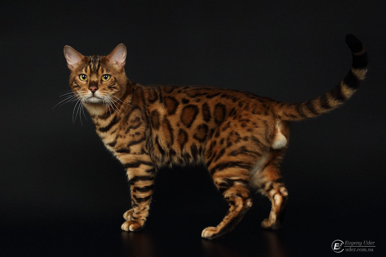 CH. Leonard Bombastic Bengal