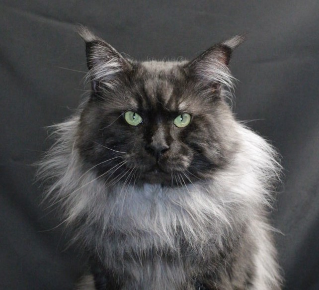 UA*HOME LIONS Hans Christian