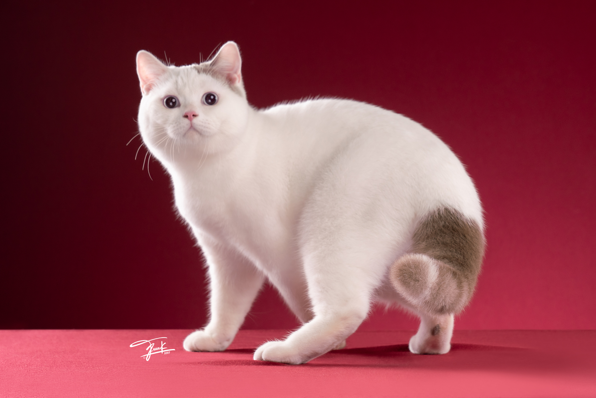 KCH. Koki Shiro Nine Point