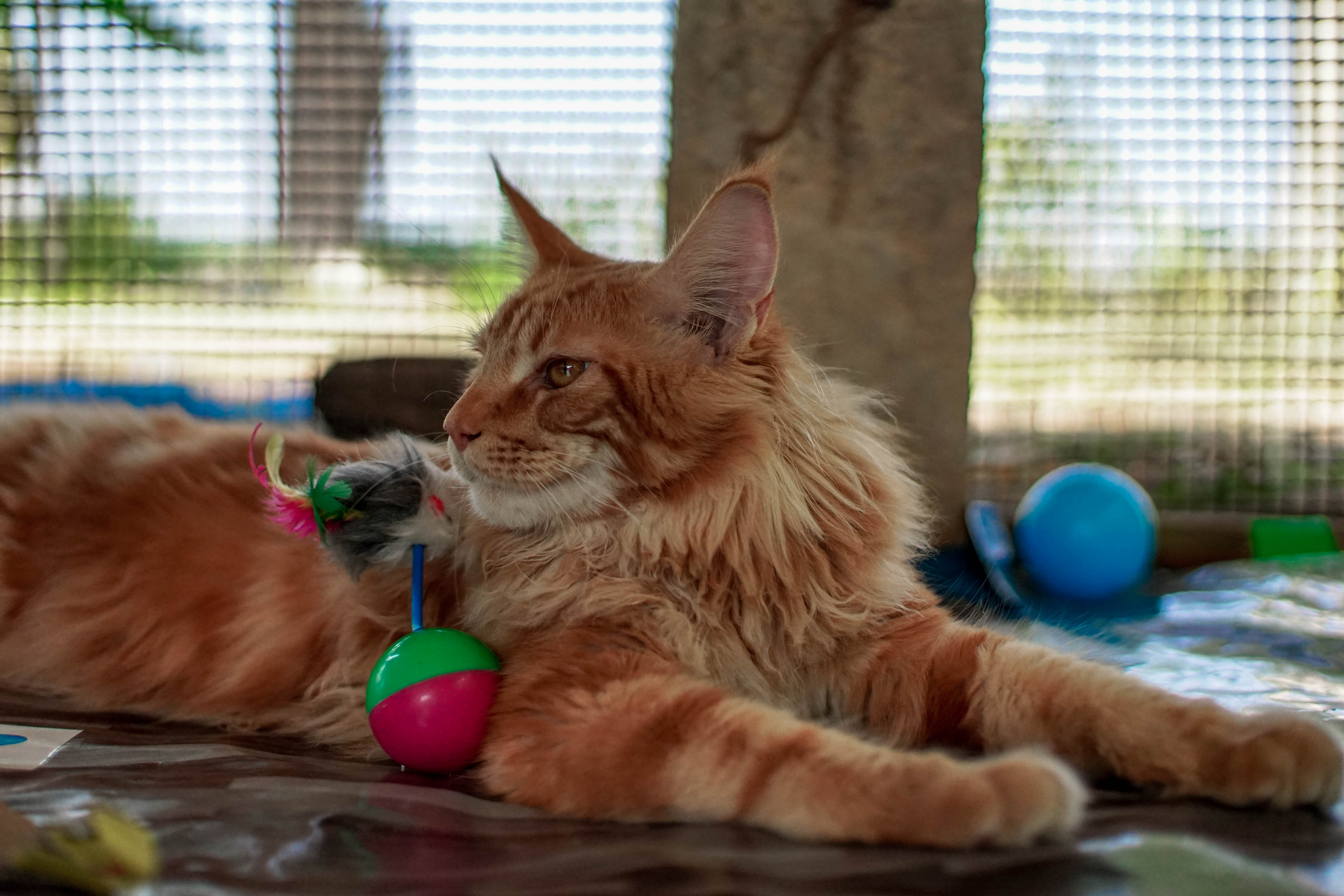 Diamond King Thungthong