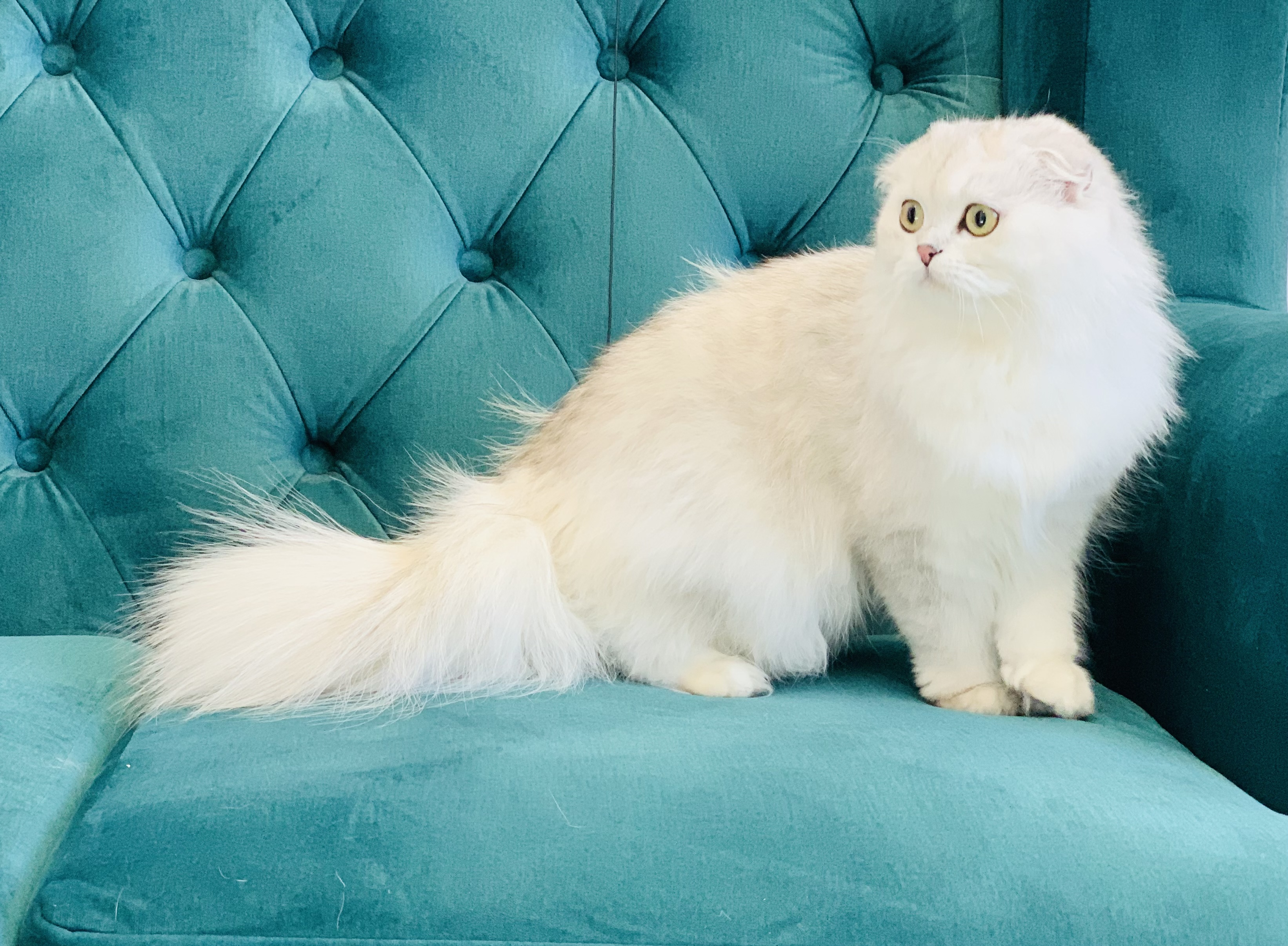 Dominus-D'Erste Anabel