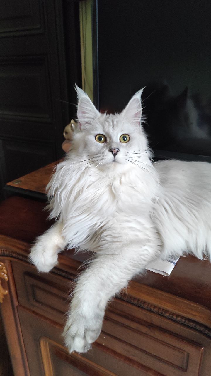 Conny von Palut