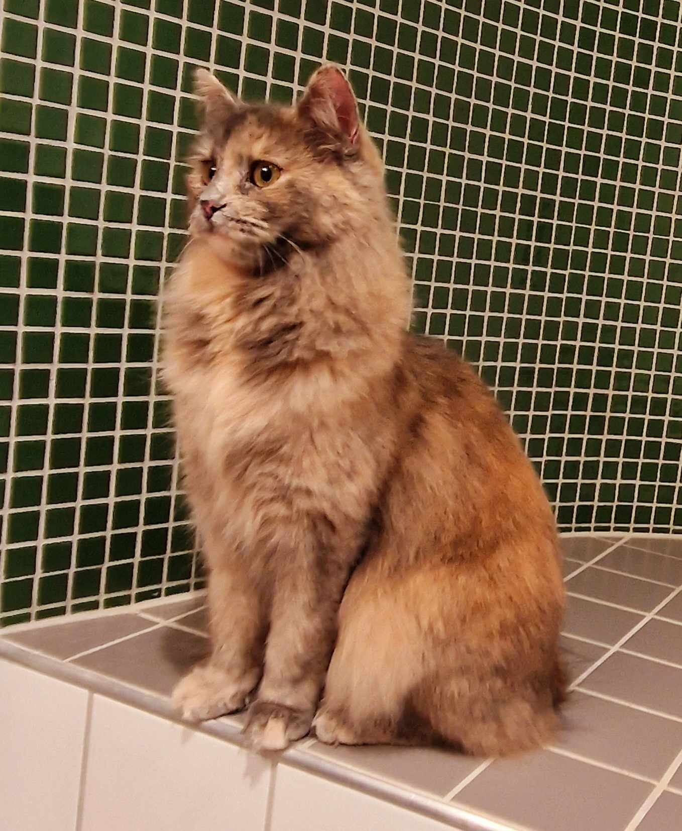 CH. Scuzzie's Fazette