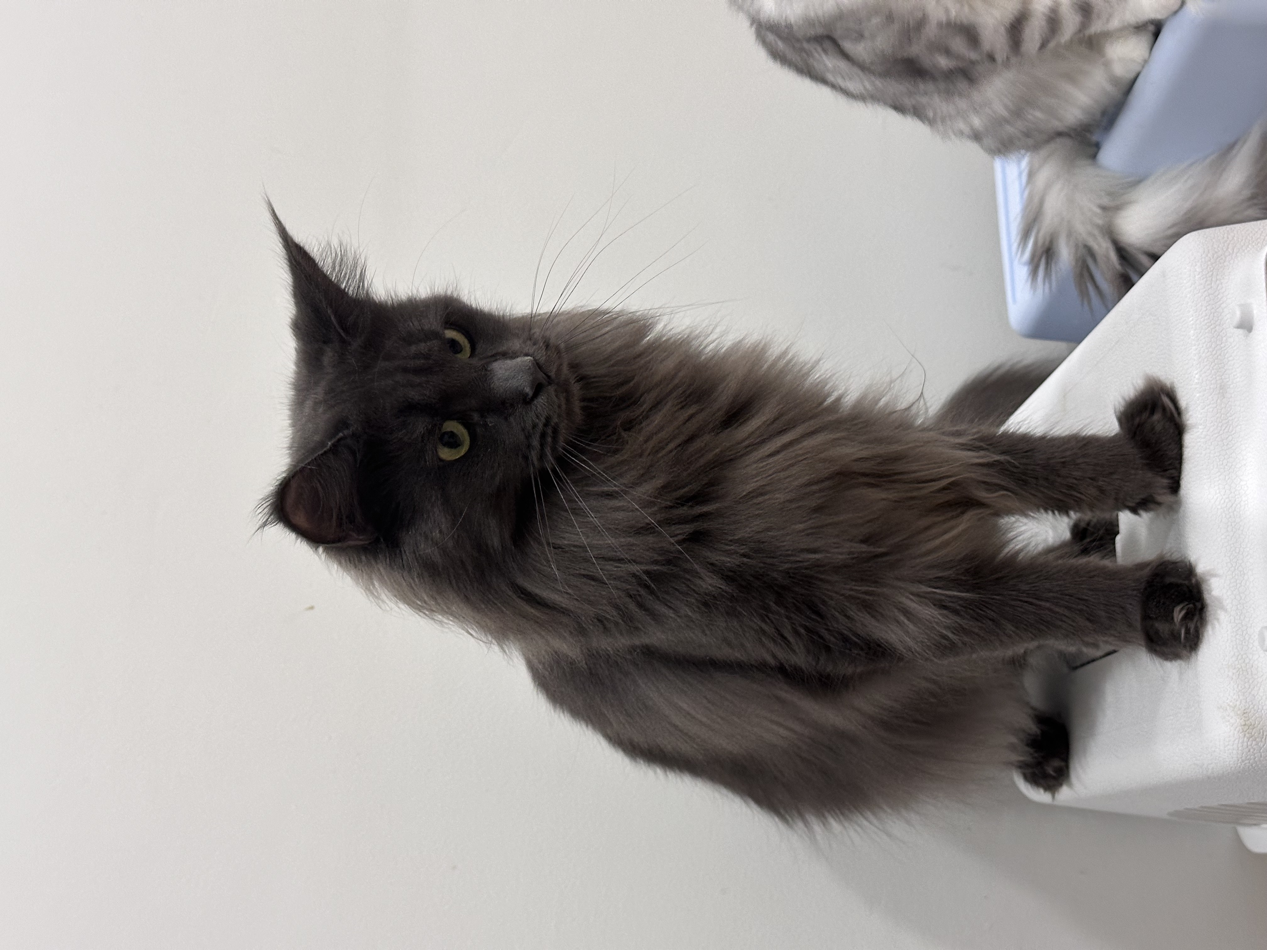 The Mighty Cub Panthera