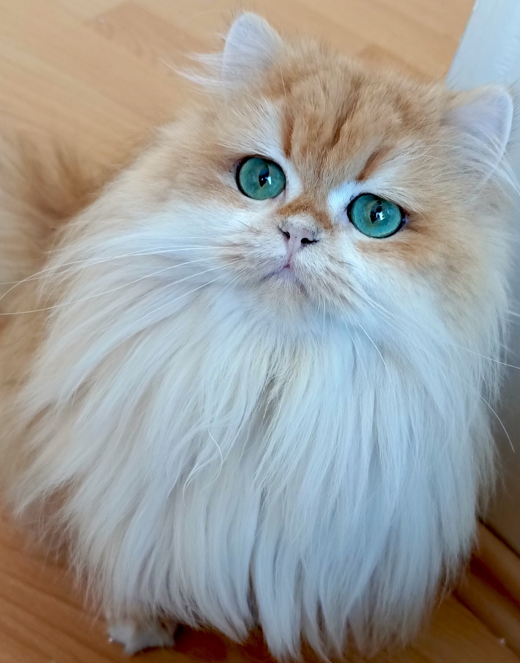 Rosella Brigolden-Prince