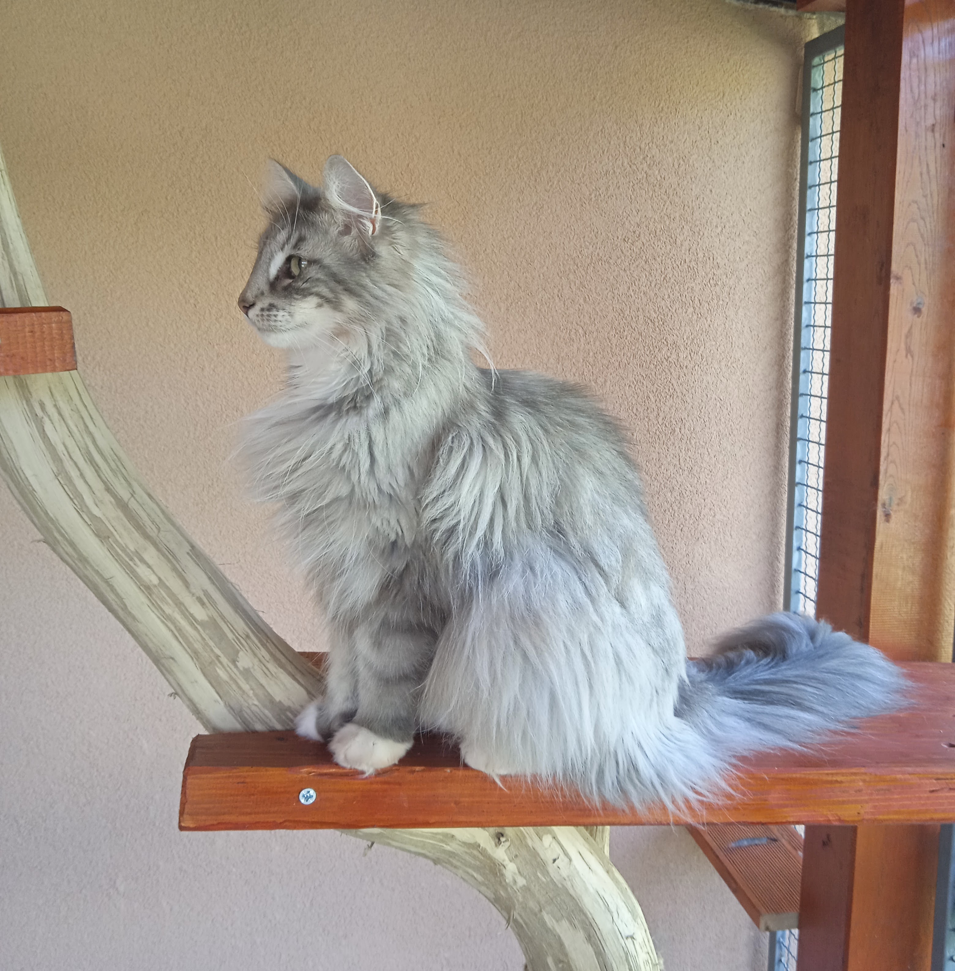 IT*Lynxtuft Biancaneve