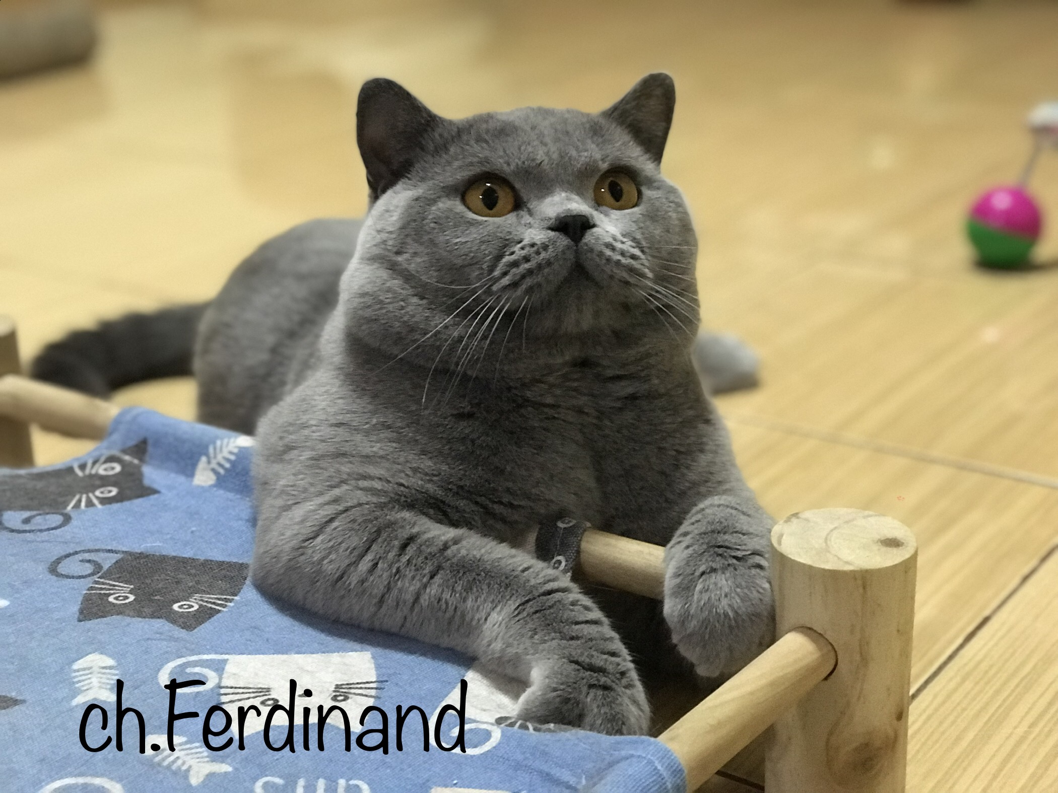 CH. Gorgeous Tail Ferdinand