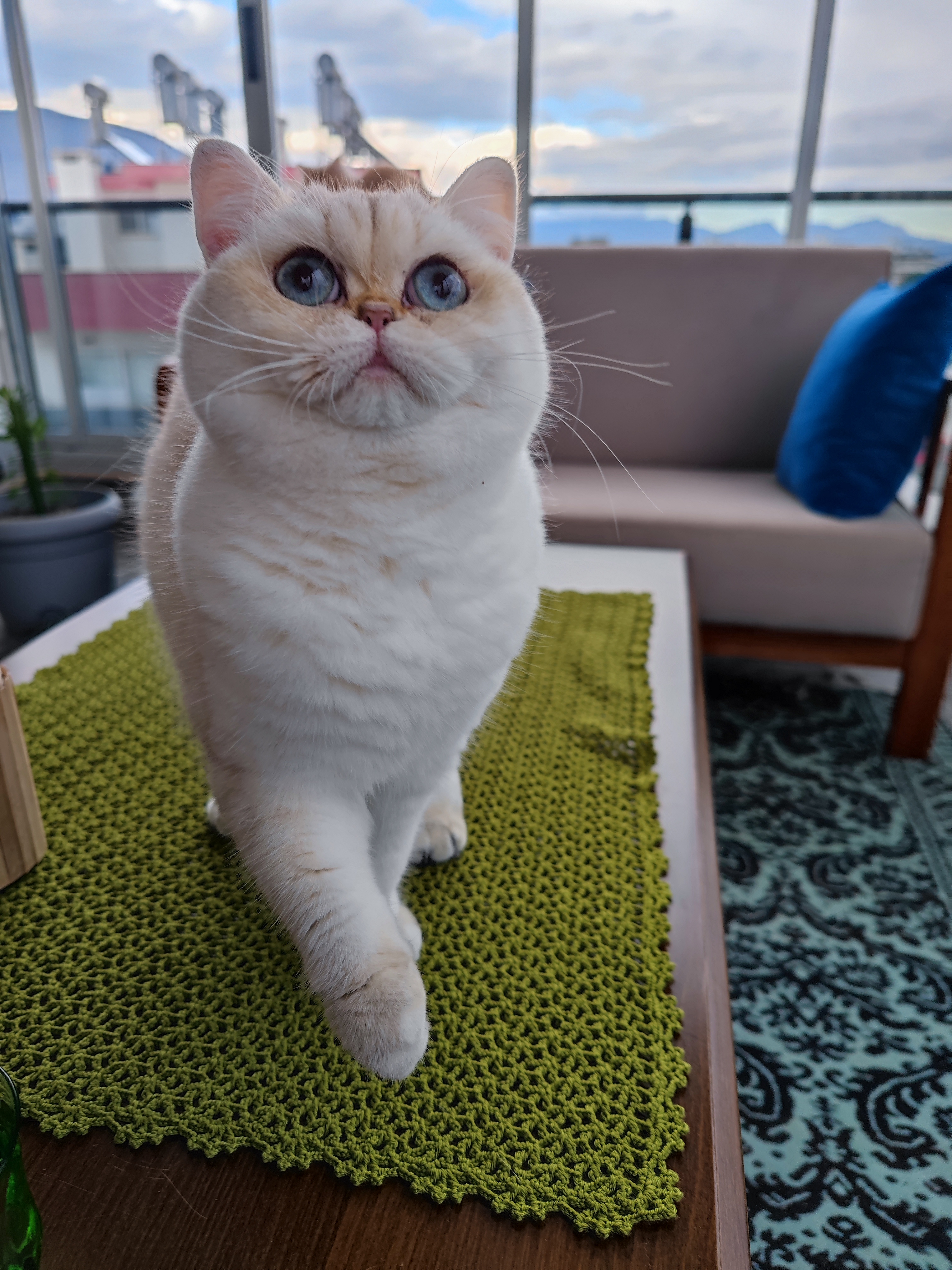 CH. Sunglowbri Balim