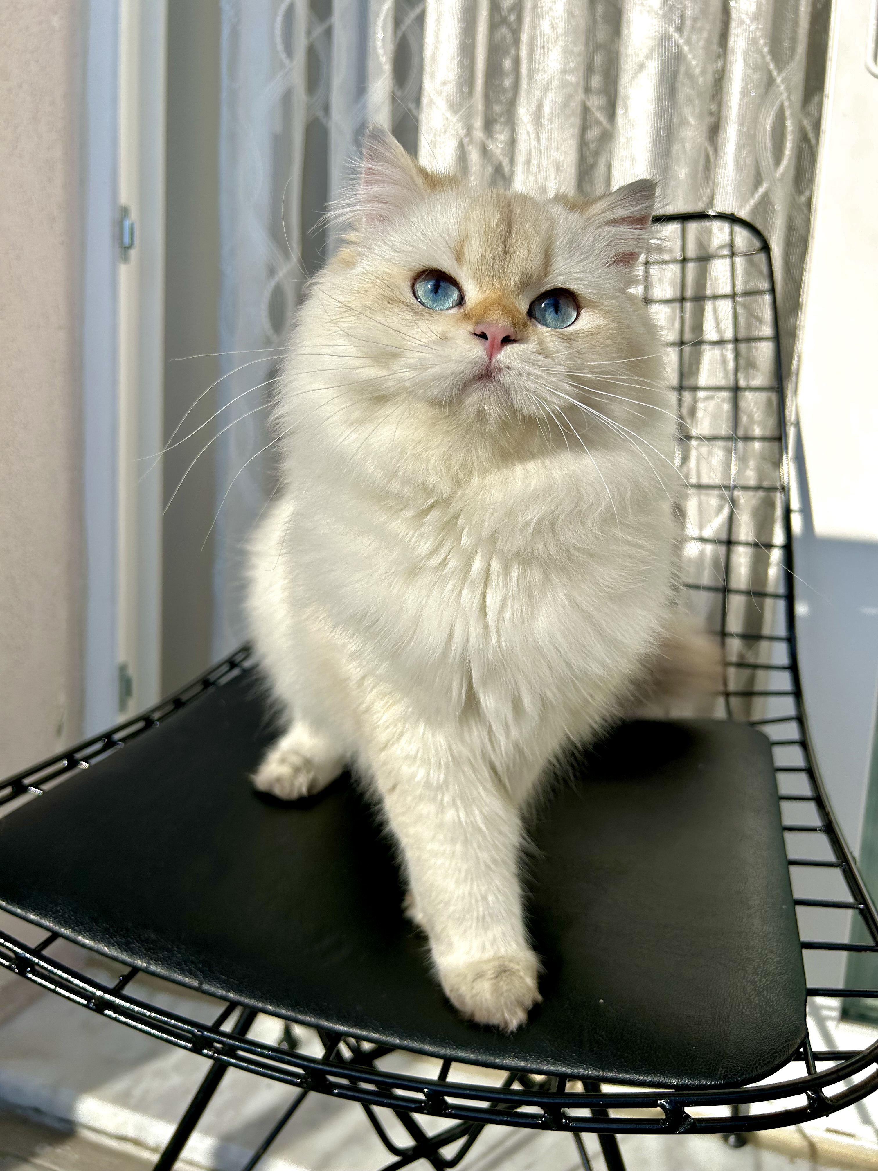 CH. Golden Kingdom Stars Wanda