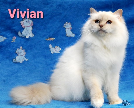 CH. Vivian v. Blutengarten A