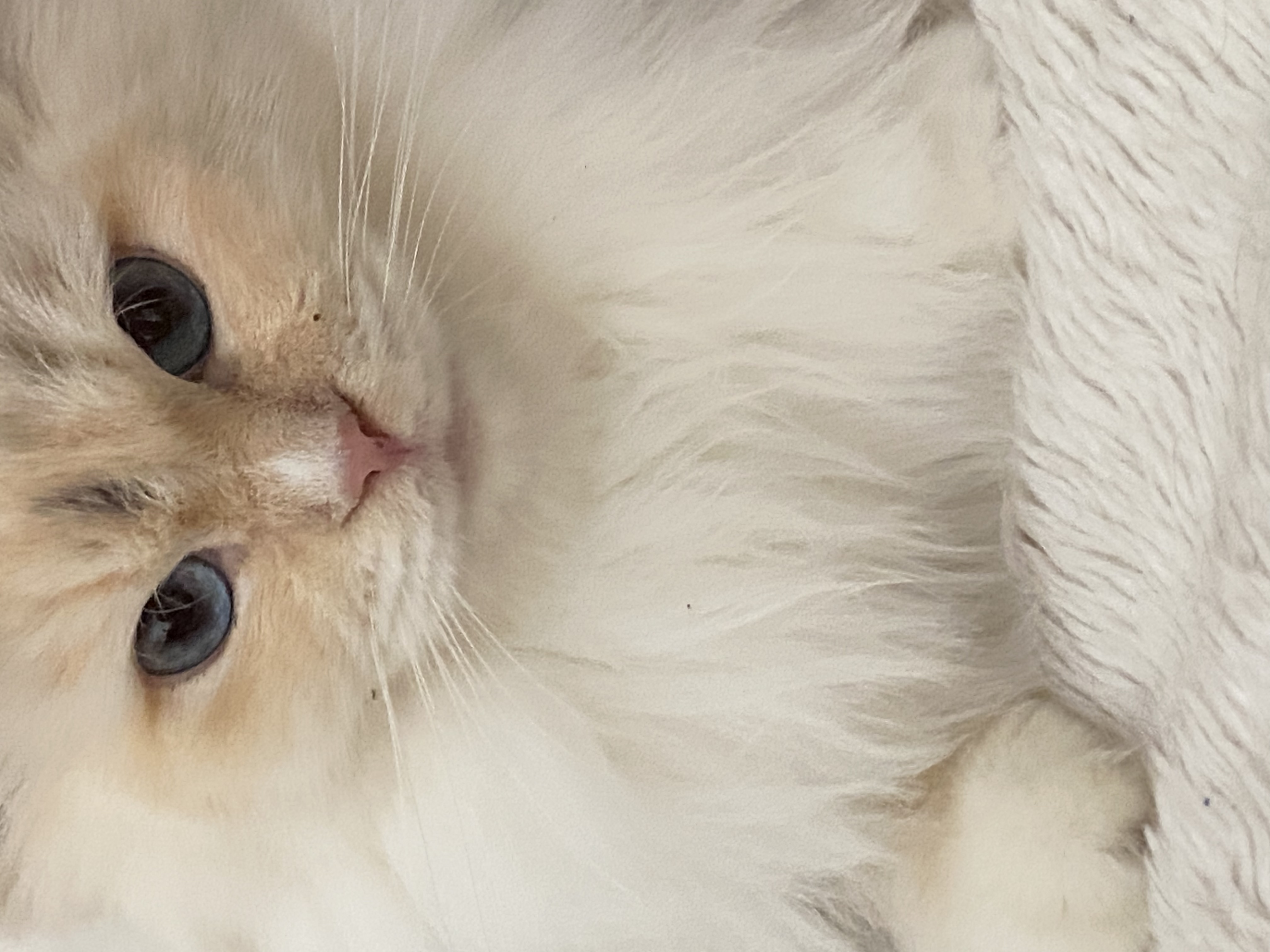 GICH. Coco Chanel From Latvian Miracle