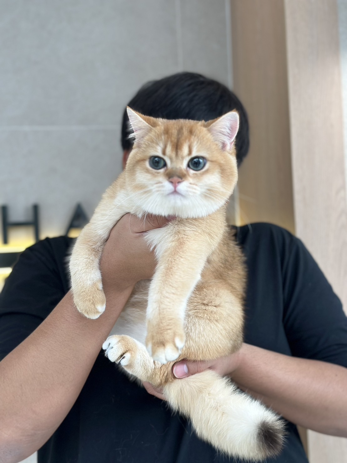 CH. Kritbawornrat's Amellow