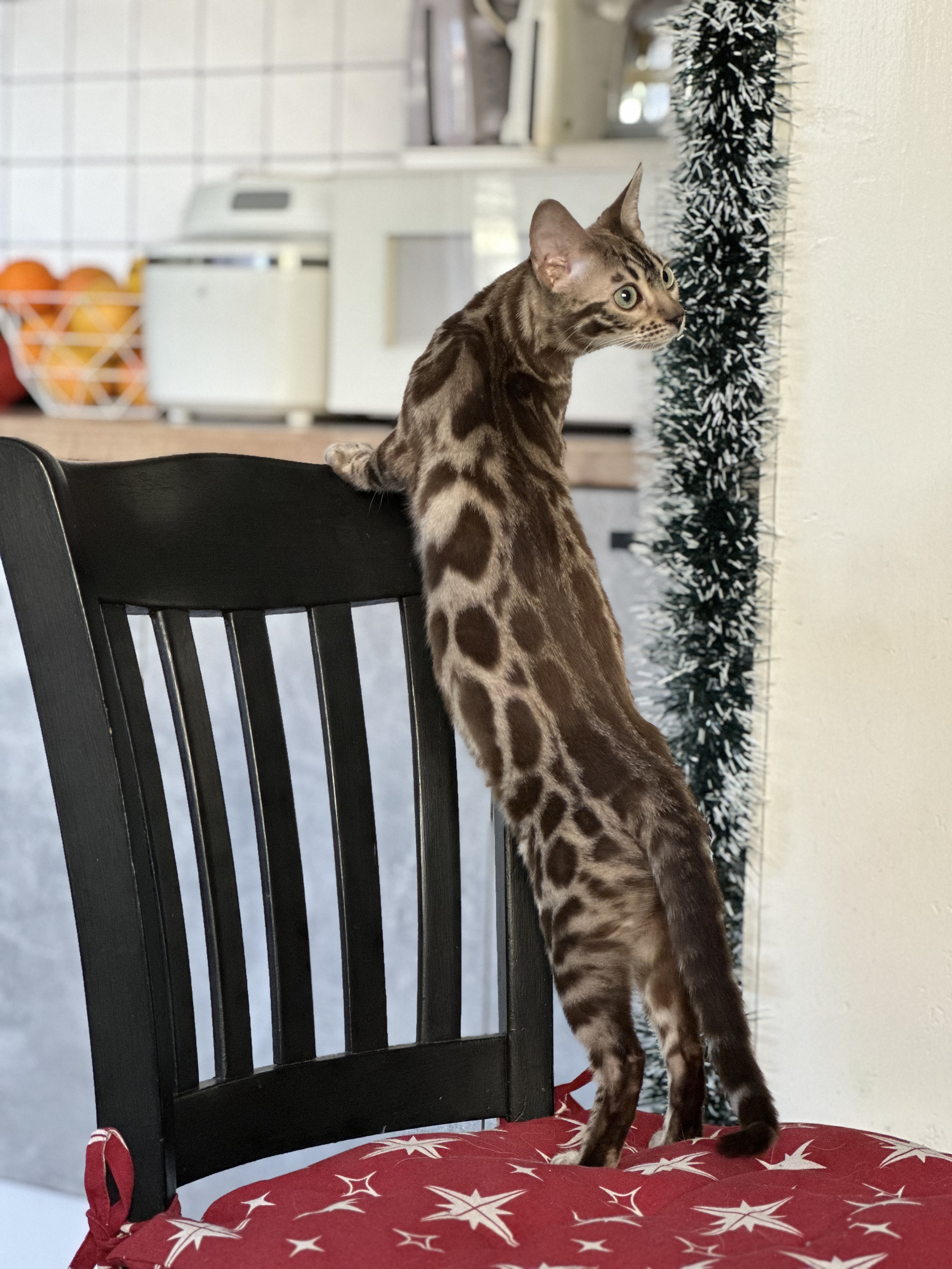 BG KASHMIR PRIDE VICTORIA