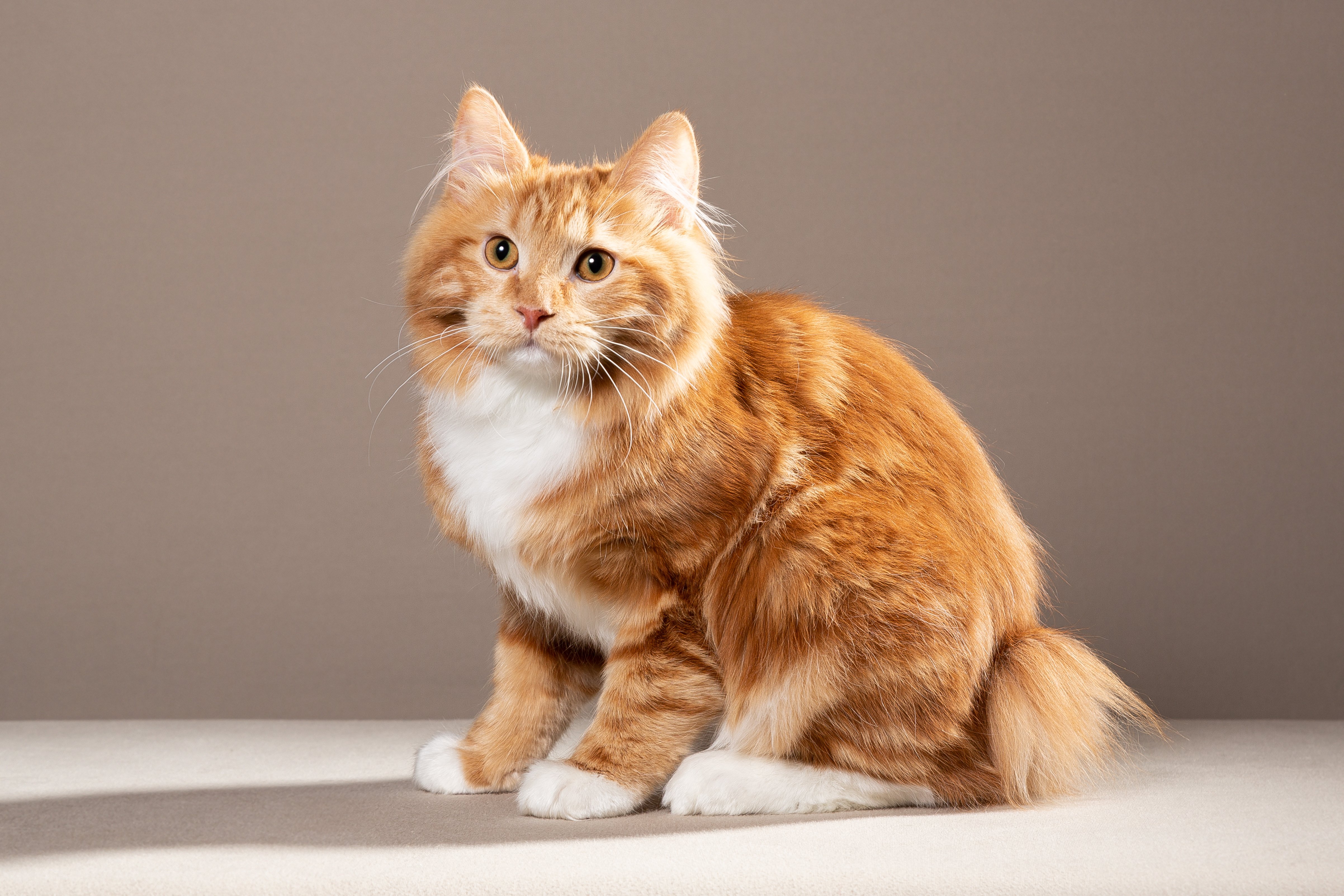 Hagan iz Doma Solntsa