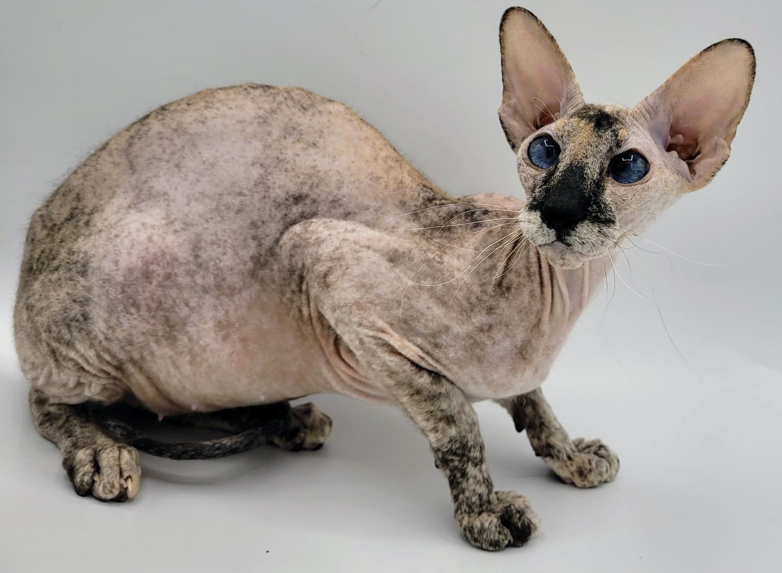 Selene Venetian Purple