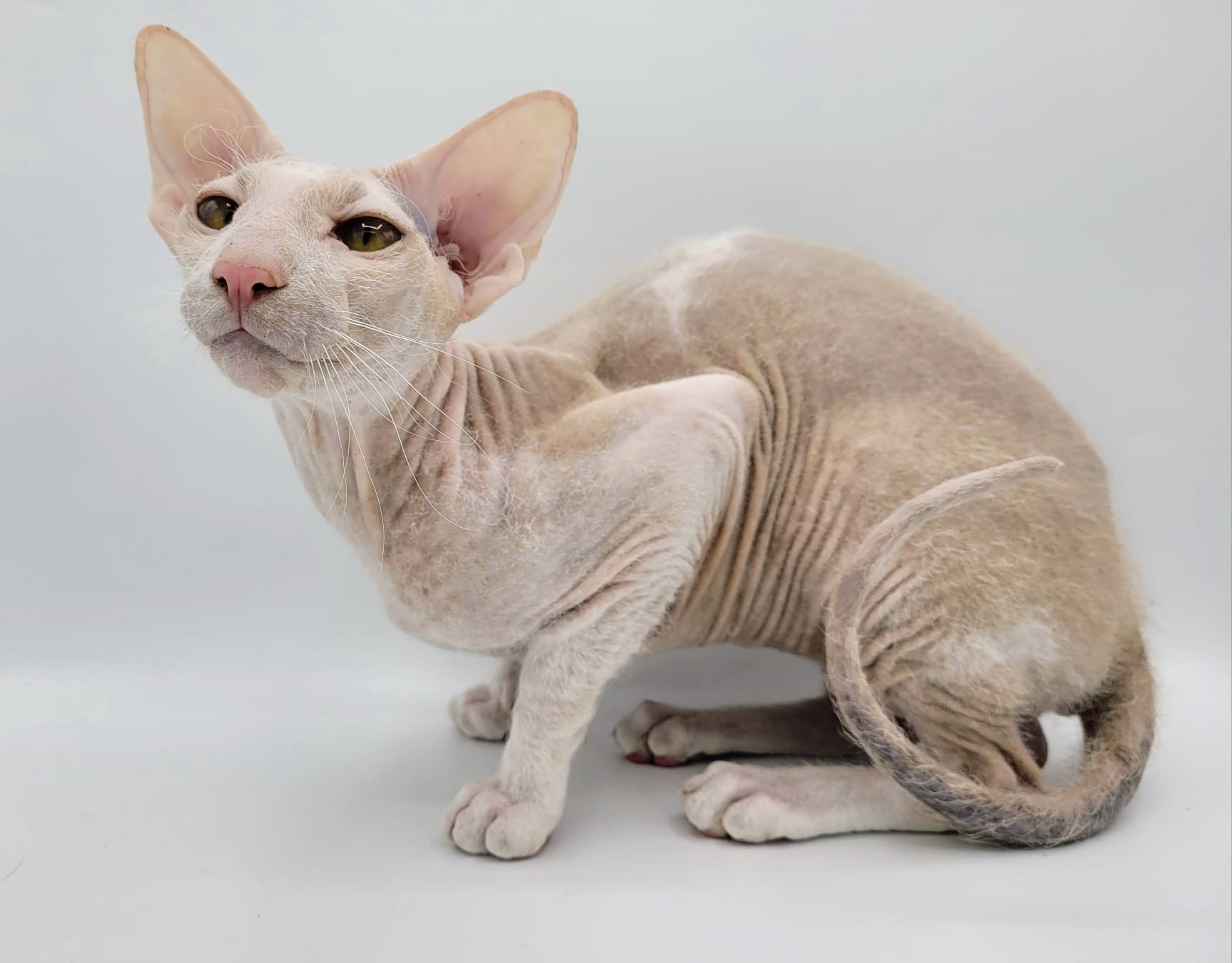 Houdini Venetian Purple