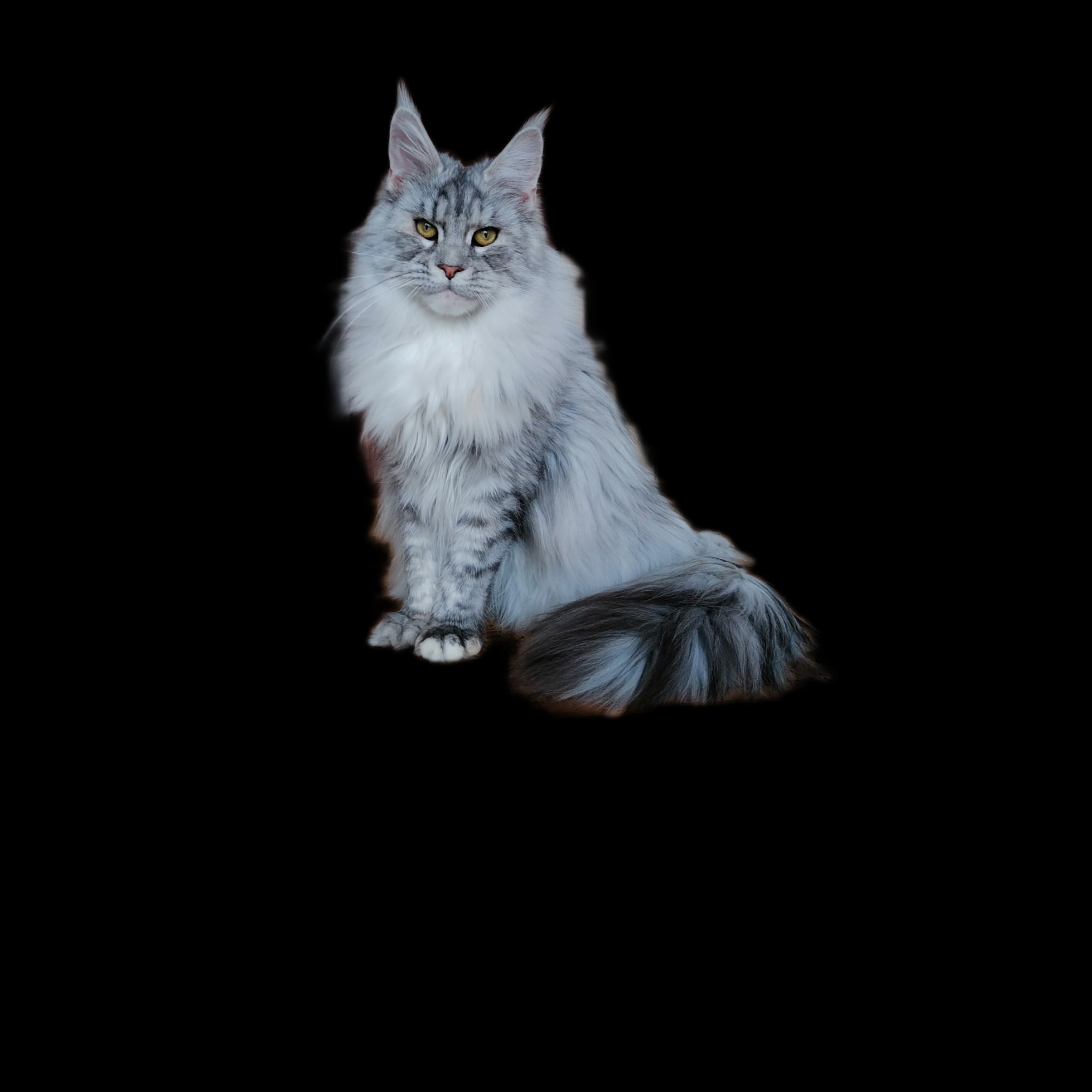 VenitTempus Pepsi Cola