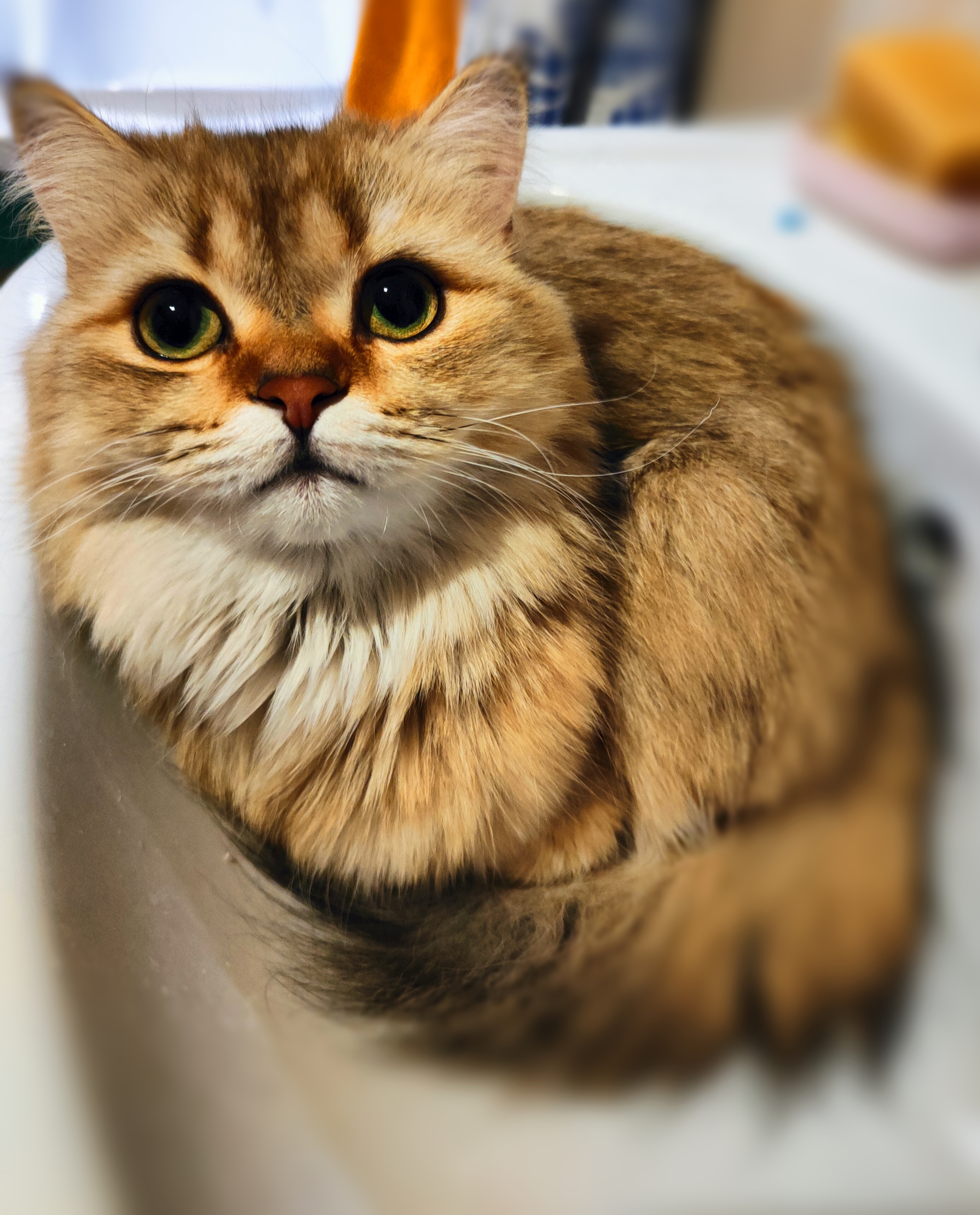 Master KARAMANYA GUCCI