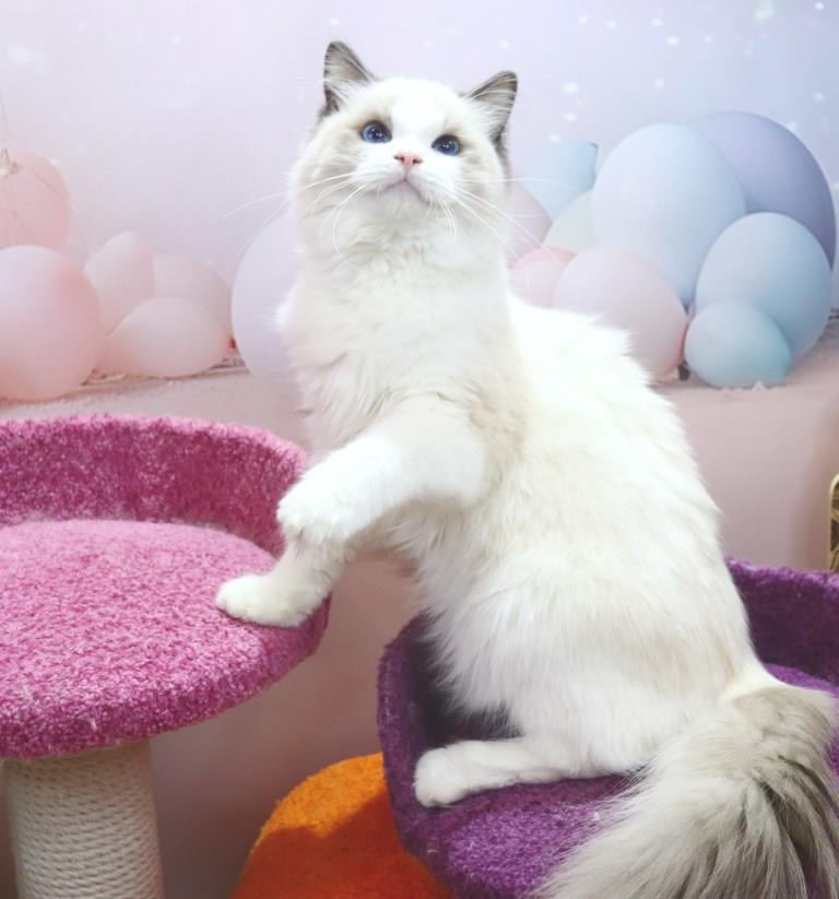 Arlen Fluffy Plush Nina