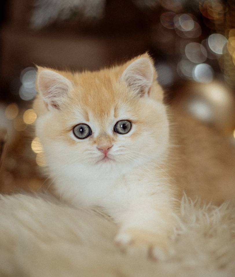 Fluffy Friends Djasper