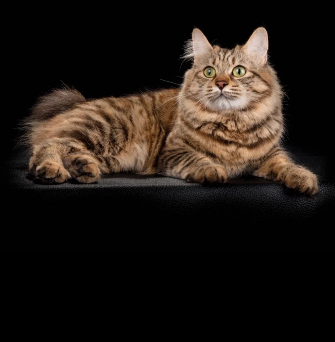 ICH. Gold Aselia Space Star