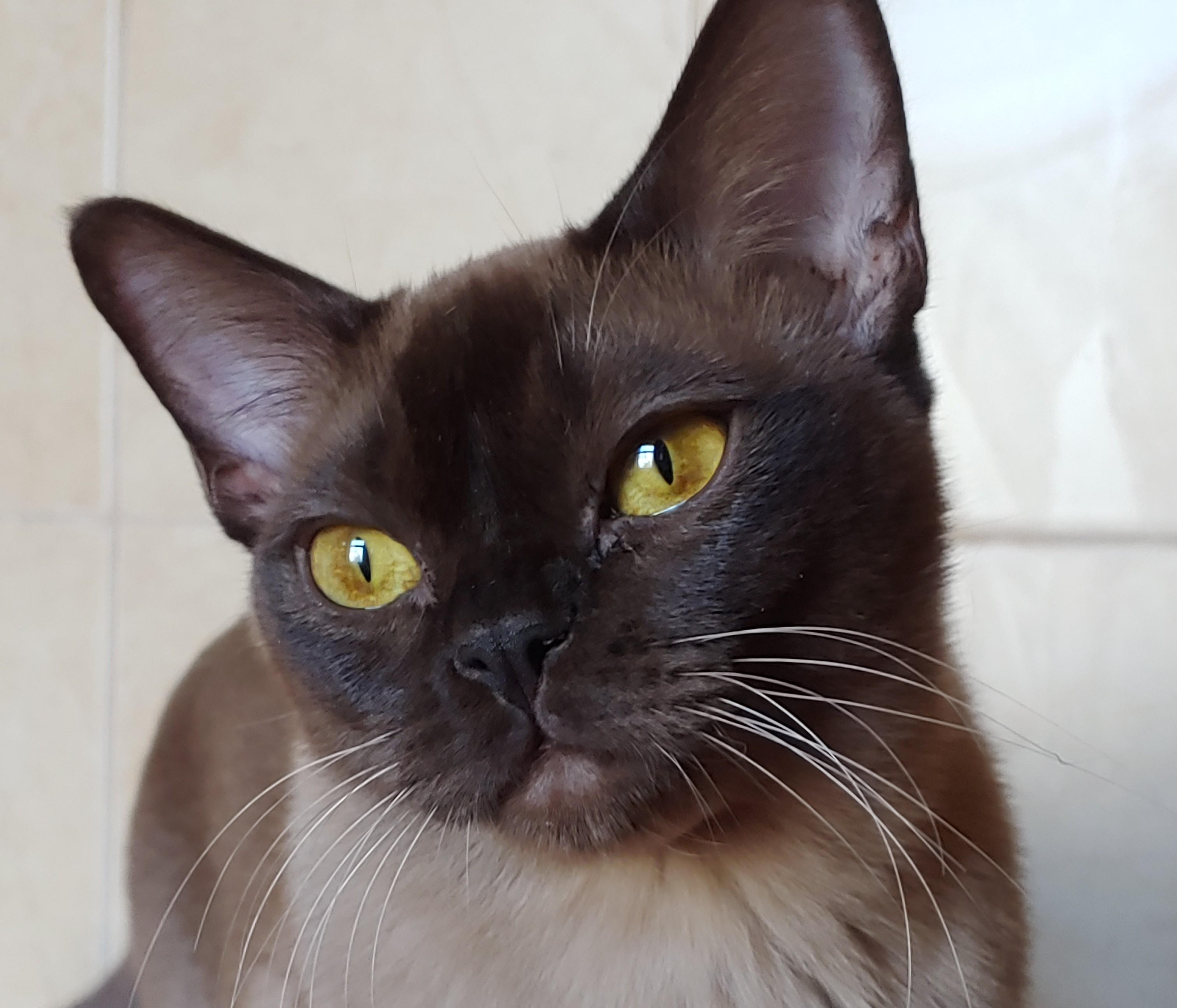 CH. Jenny Black Lotus