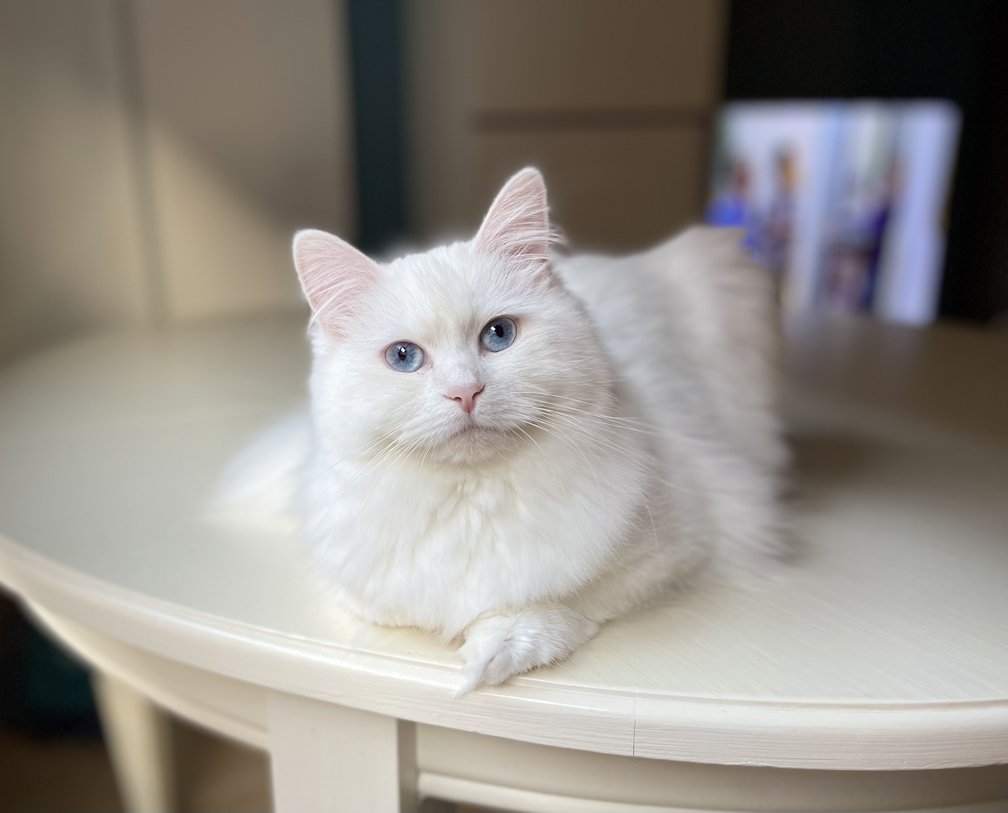 Quinevere White Witch