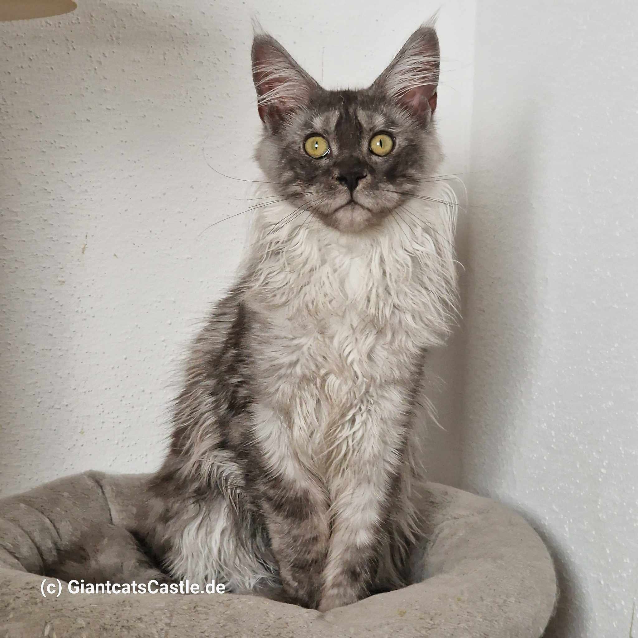 GIANTSCATS CASTLE MIRANA