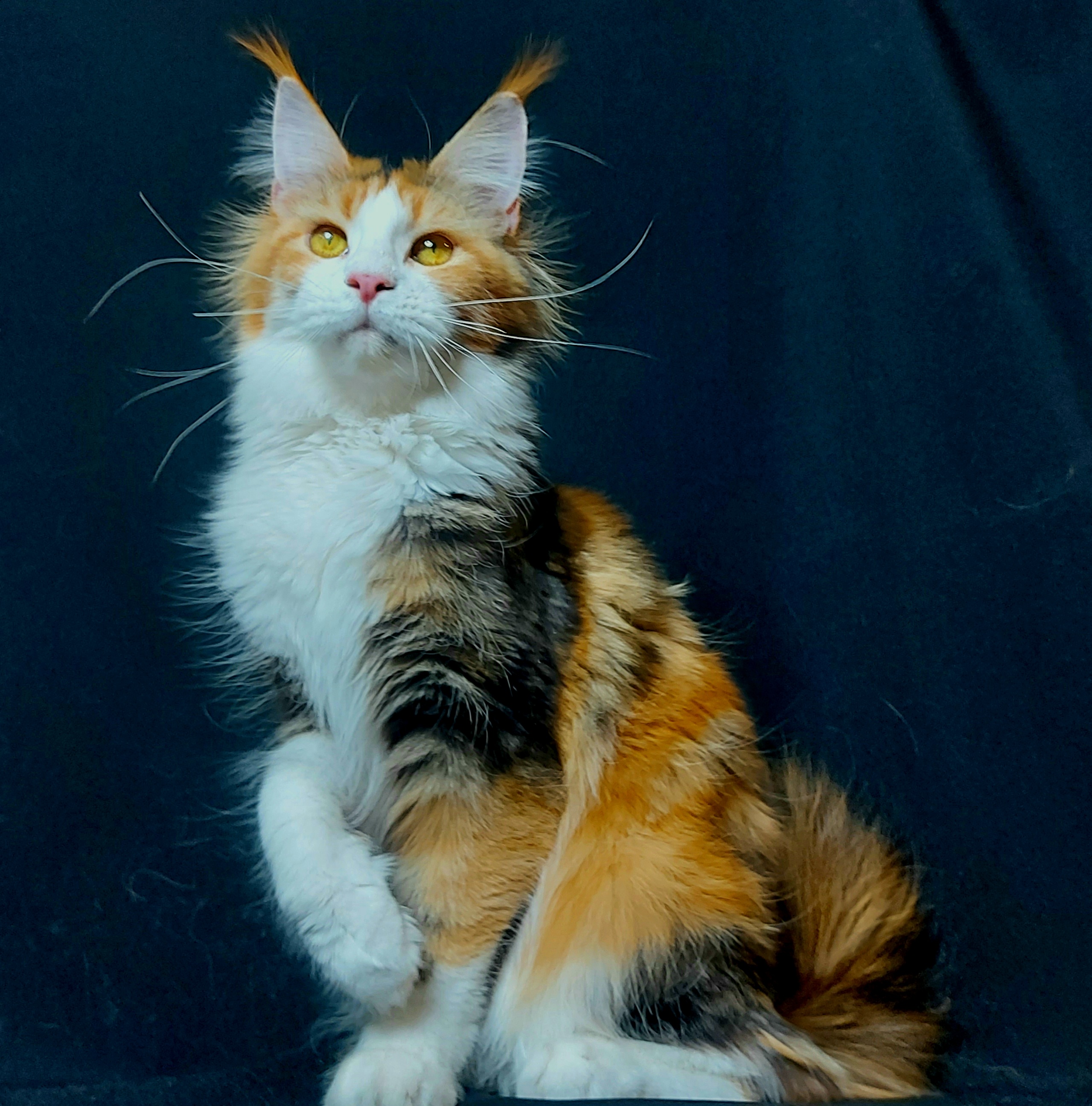 JCH. Shoriacoon Kleopatra