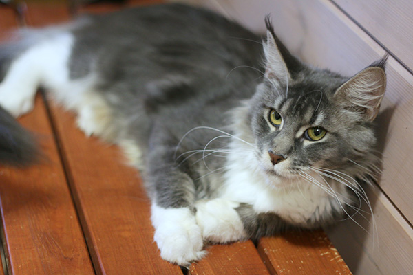 DEYA BENEDICTUS CATTUS
