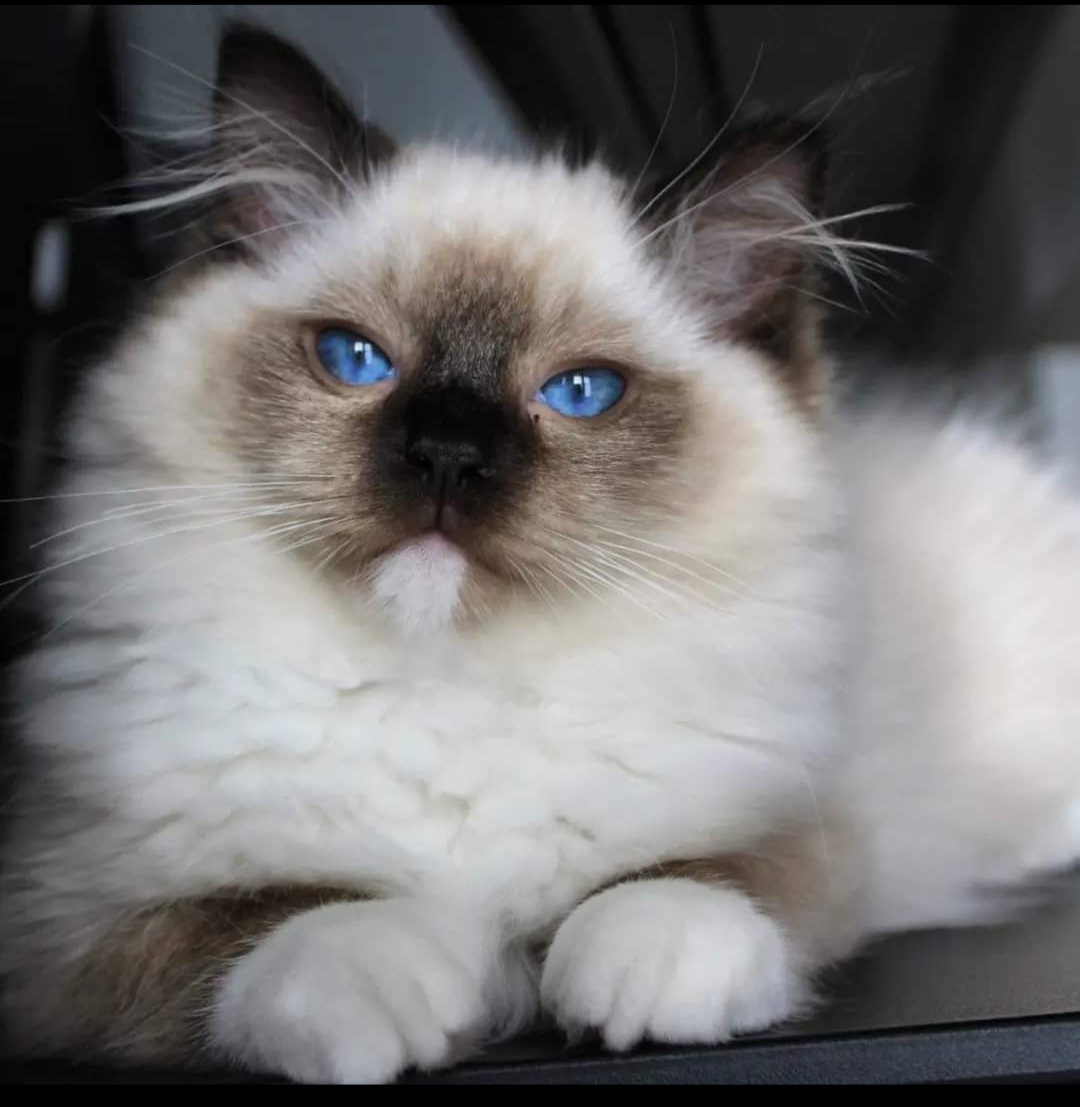 PR. Whiteangels Oxford Adone