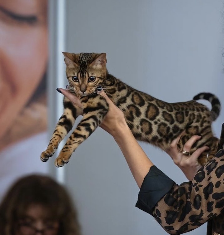 JCH. Raja Empire A'Mia