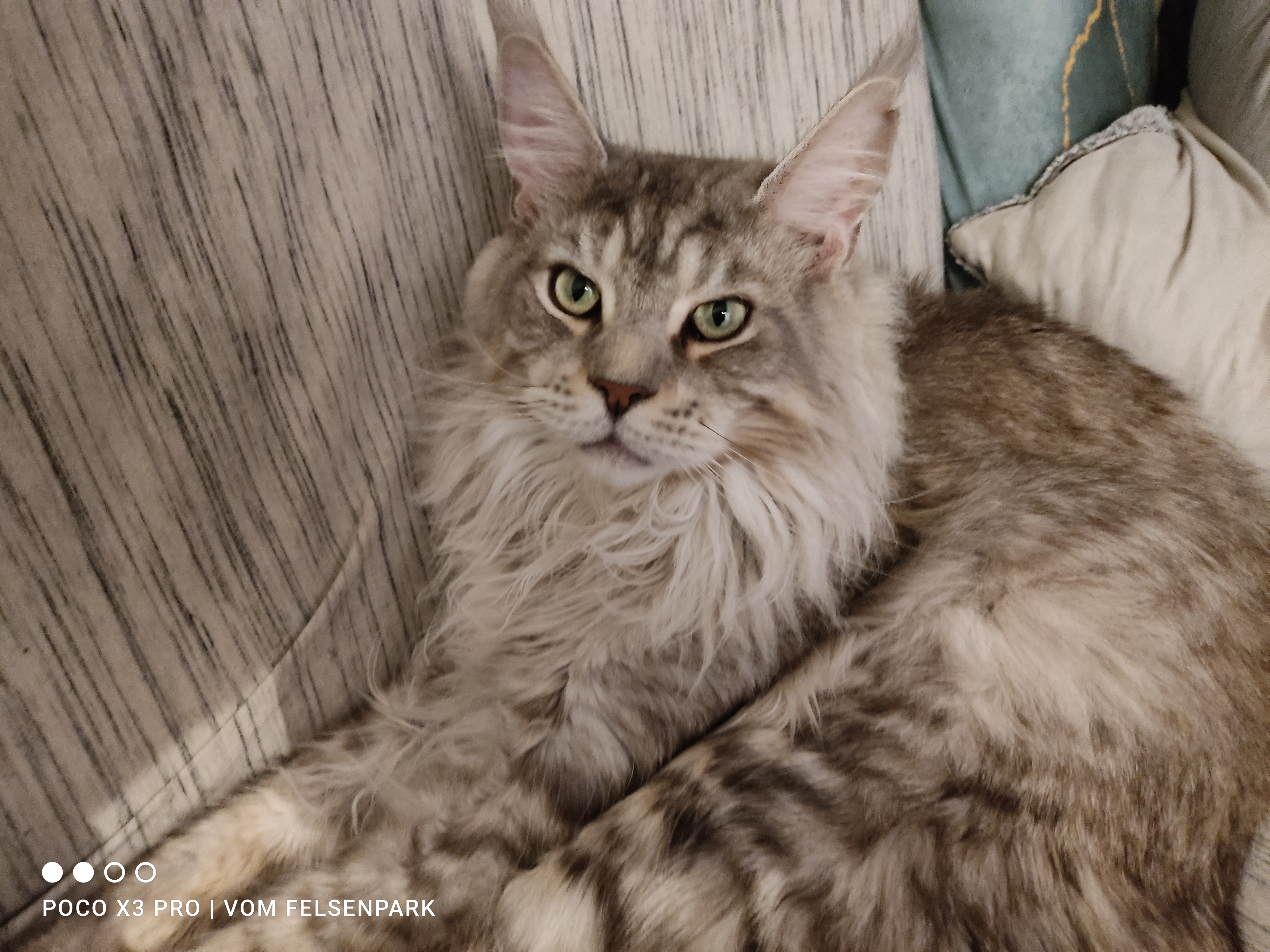 CH. Shadow vom Fuchsenwald