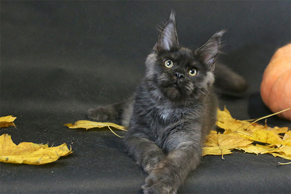 CEYLON BENEDICTUS CATTUS