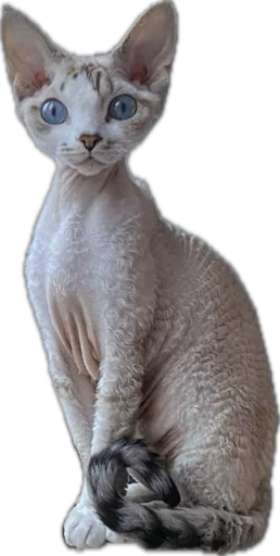 cat image