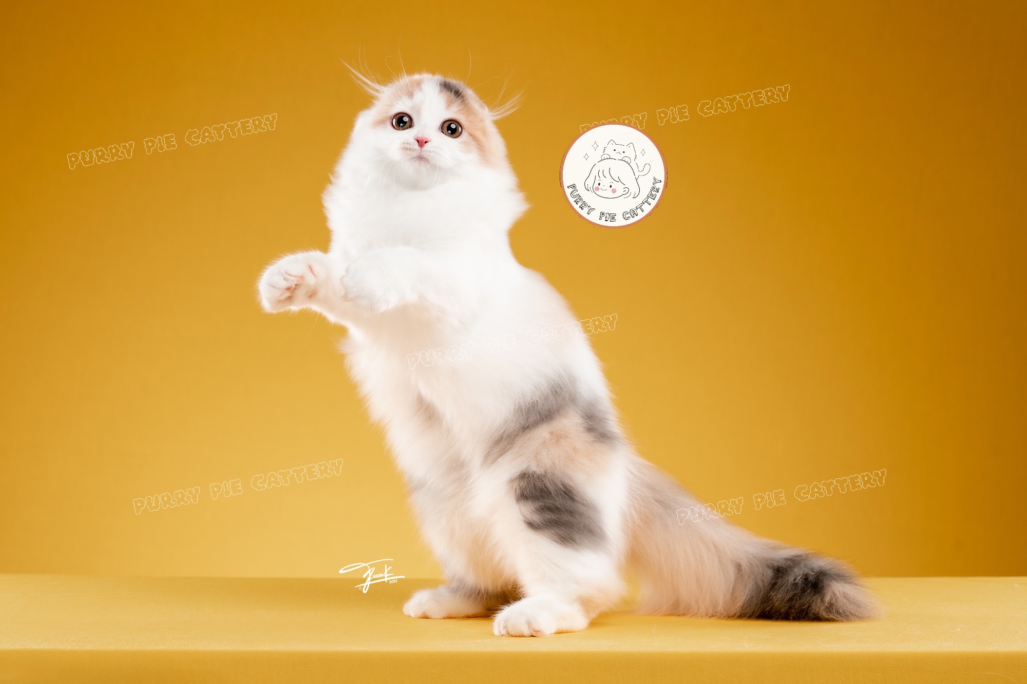 Purry Pie’s Dracarys