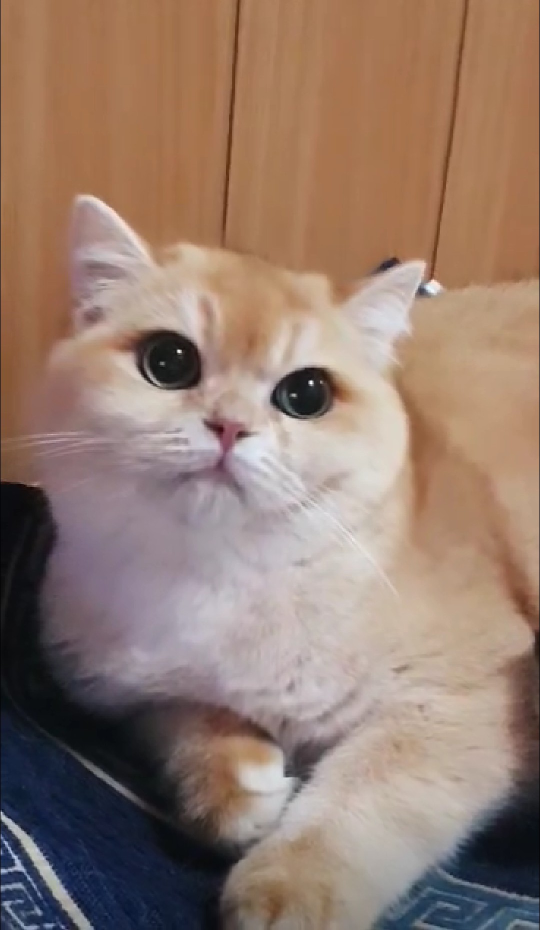 SUNNY-FAVORIT KRYSTAL